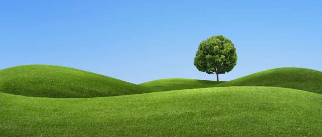 The Grass is Always Greener - Keeping Your Grass Greener