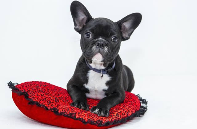 Little black and white puppy on throw pillow Little black and white puppy on throw pillow
